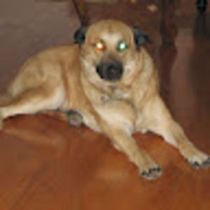 Meet your Posher, Robert